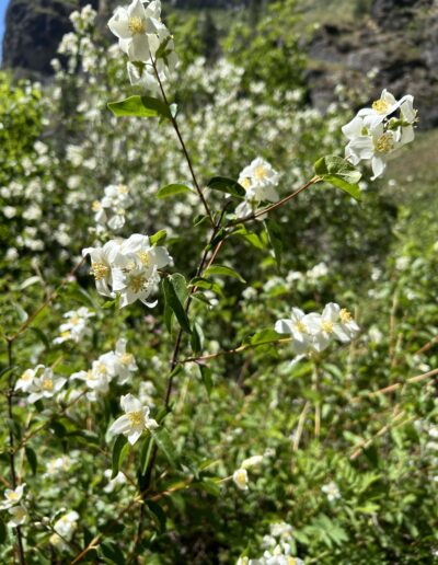 syringa flower